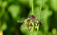 Small Whiteface (Leucorrhinia dubia)